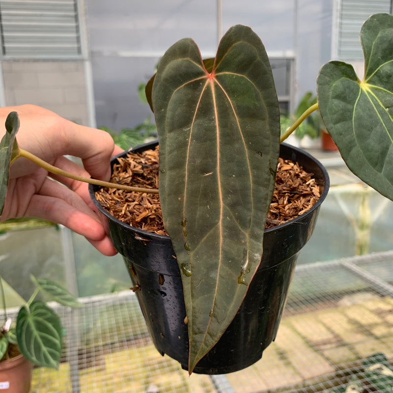 FS63-5 Anthurium Papilillaminum Red Narrow