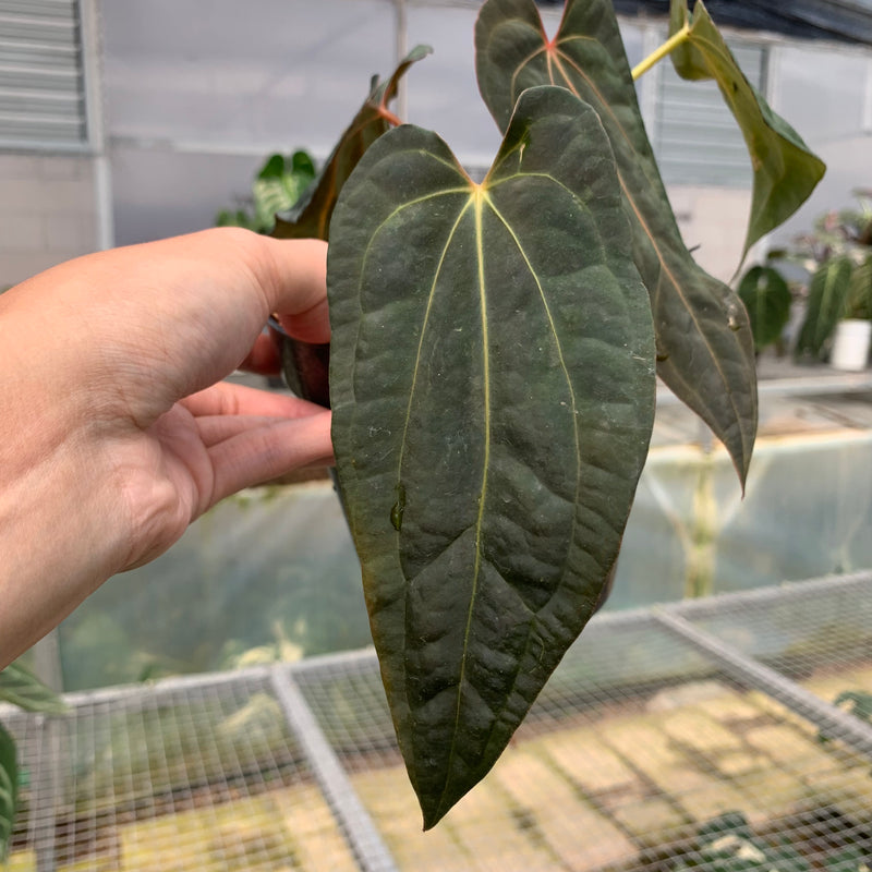 FS63-5 Anthurium Papilillaminum Red Narrow