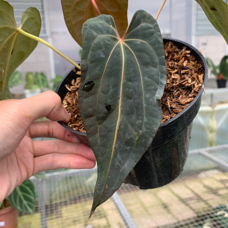 FS63-5 Anthurium Papilillaminum Red Narrow