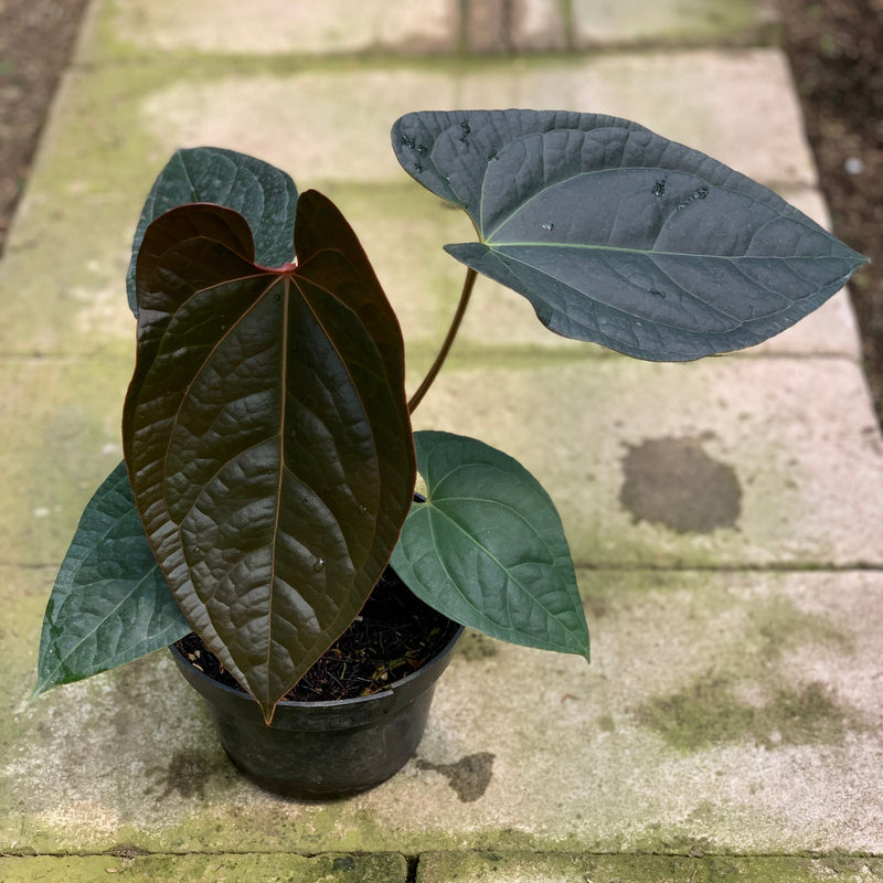 FS65-5 Anthurium Papilillaminum x Luxurian