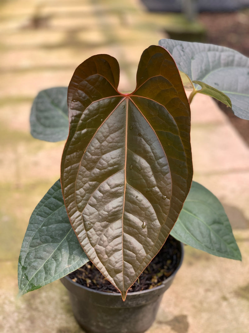 FS65-5 Anthurium Papilillaminum x Luxurian