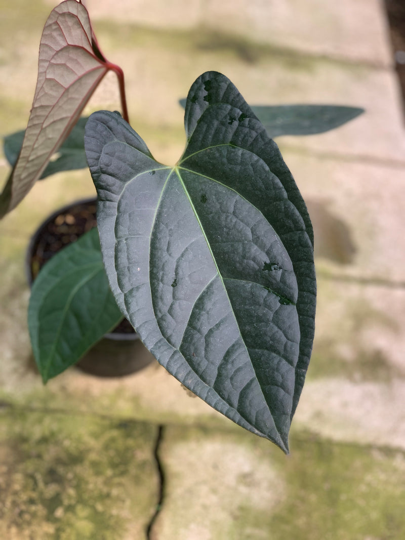 FS65-5 Anthurium Papilillaminum x Luxurian