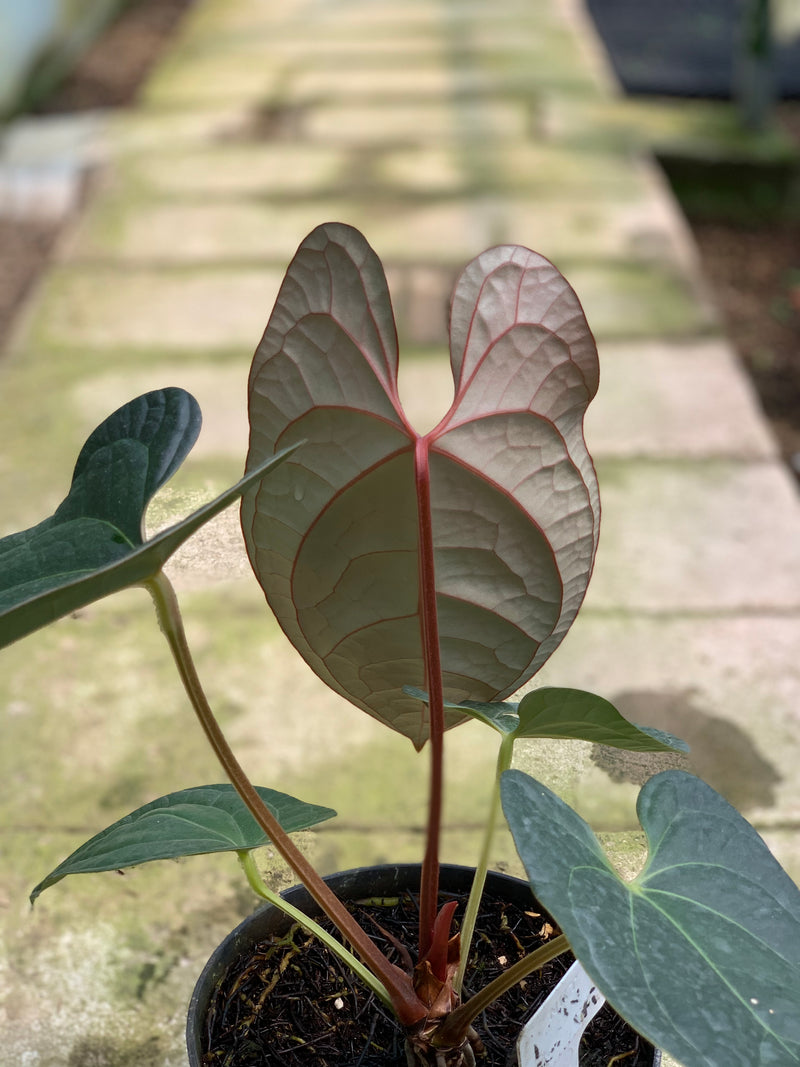 FS65-5 Anthurium Papilillaminum x Luxurian
