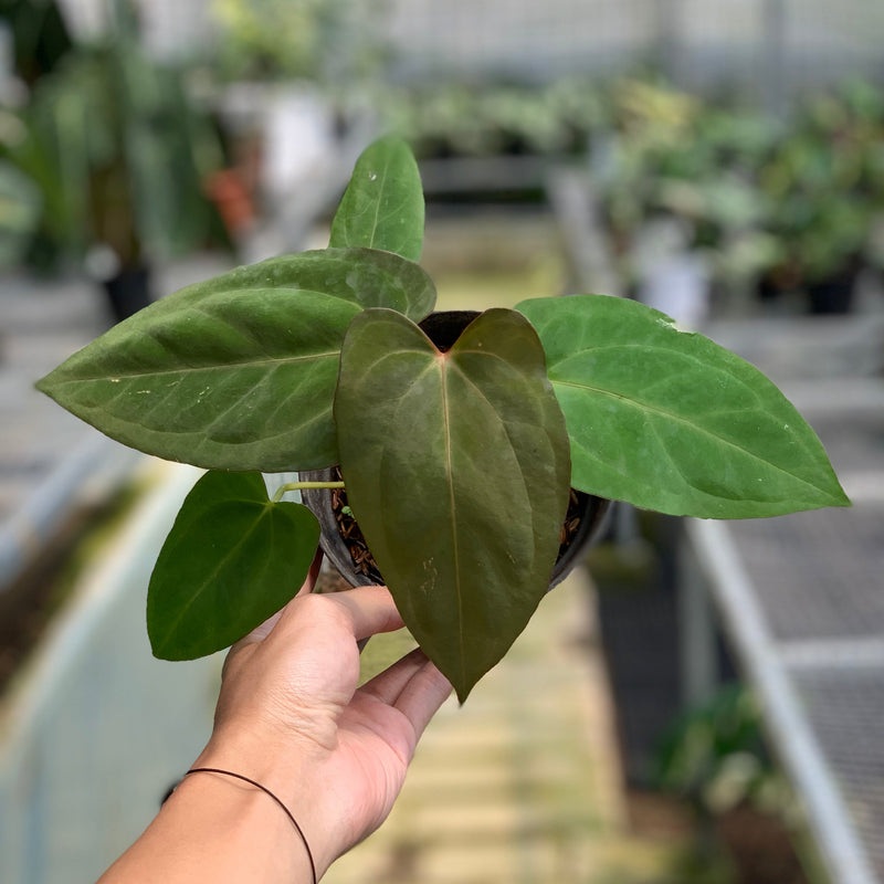 FS66-5 Anthurium Papilillaminum Fortsherman Narrow