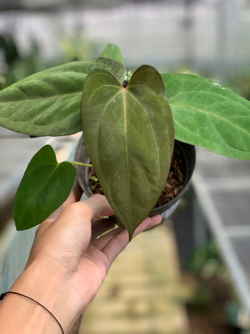 FS66-5 Anthurium Papilillaminum Fortsherman Narrow