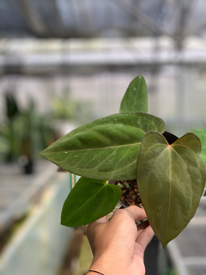 FS66-5 Anthurium Papilillaminum Fortsherman Narrow