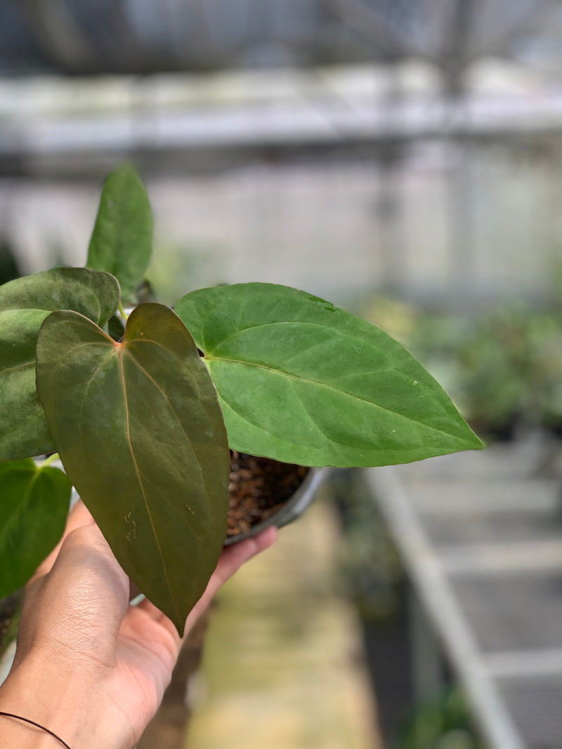 FS66-5 Anthurium Papilillaminum Fortsherman Narrow