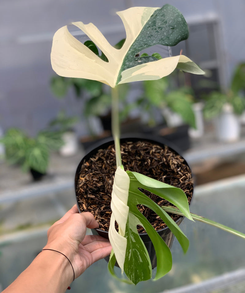 FS67-5 Monstera Jungle Mint