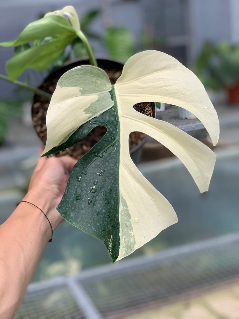 FS67-5 Monstera Jungle Mint