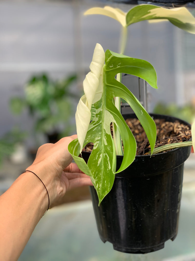FS67-5 Monstera Jungle Mint