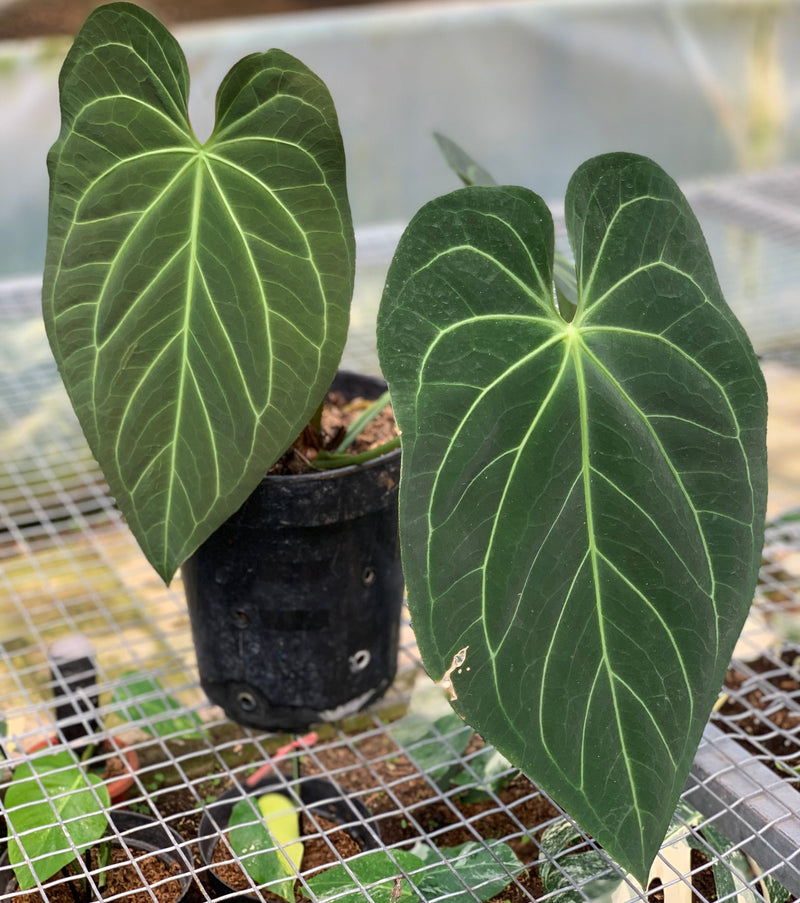 FS68-5 Anthurium Magnificum Verde x Regale