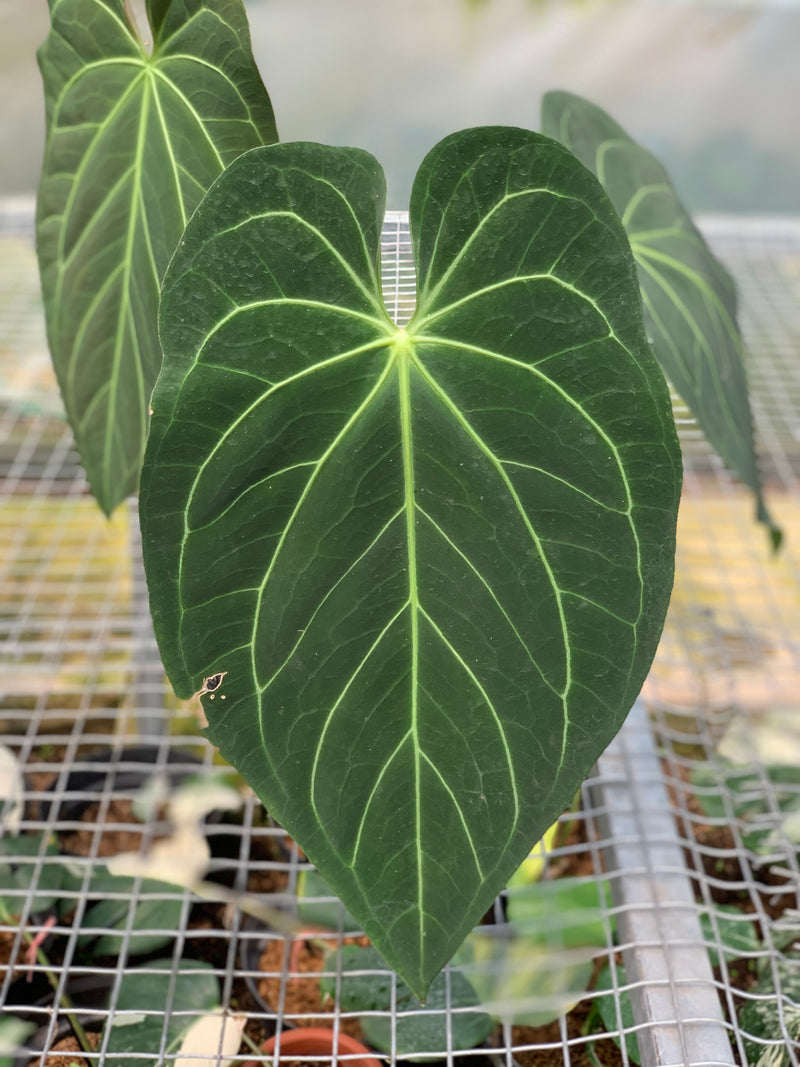 FS68-5 Anthurium Magnificum Verde x Regale