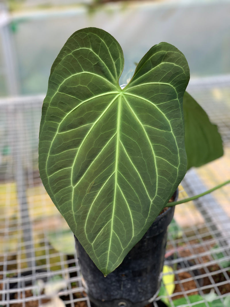 FS68-5 Anthurium Magnificum Verde x Regale