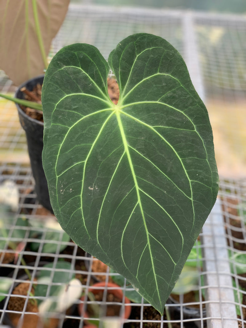 FS68-5 Anthurium Magnificum Verde x Regale