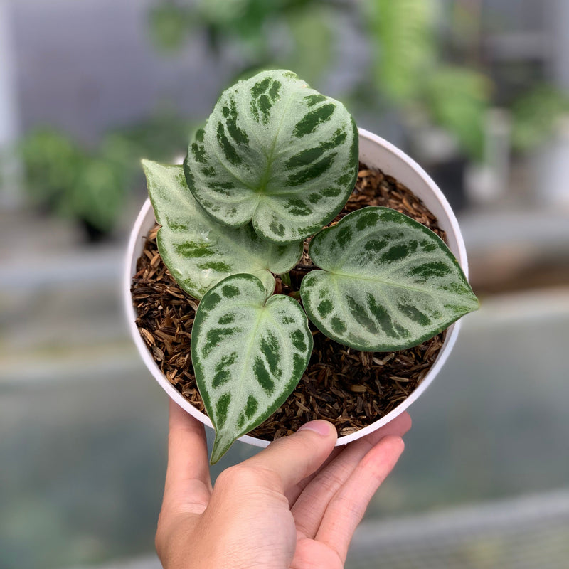 FS69-5 Anthurium Silver Chrome