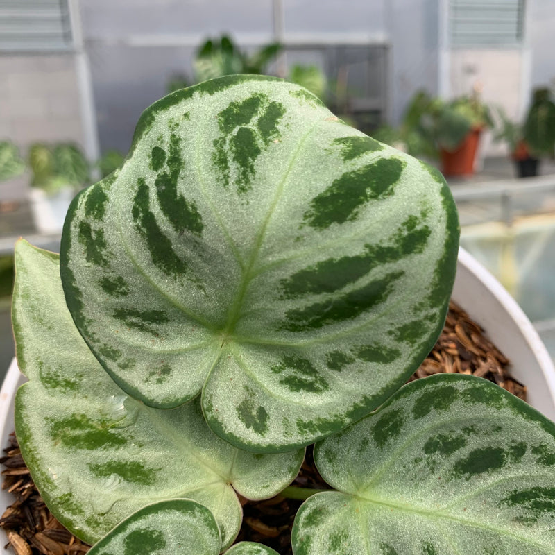 FS69-5 Anthurium Silver Chrome