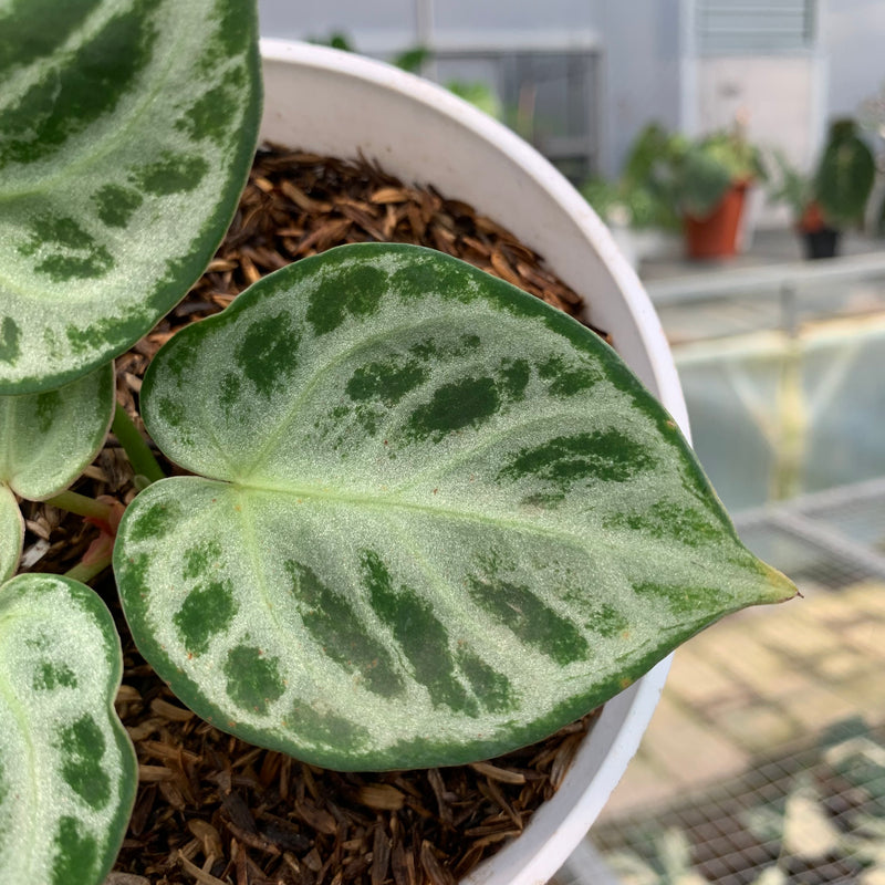 FS69-5 Anthurium Silver Chrome