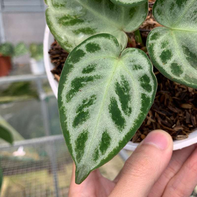 FS69-5 Anthurium Silver Chrome