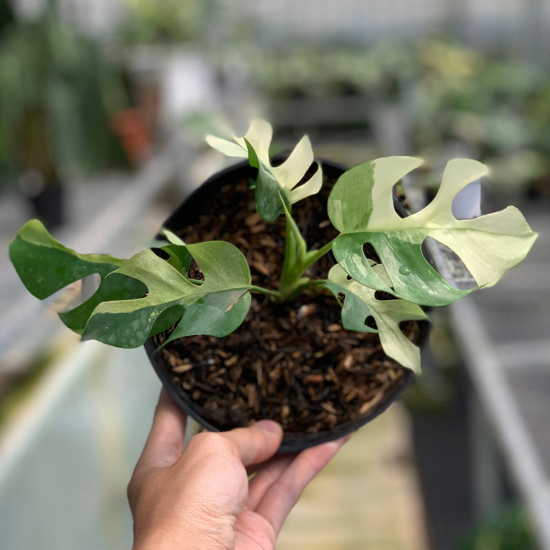 FS70-5 Rhaphidophora Tetrasperma Variegated