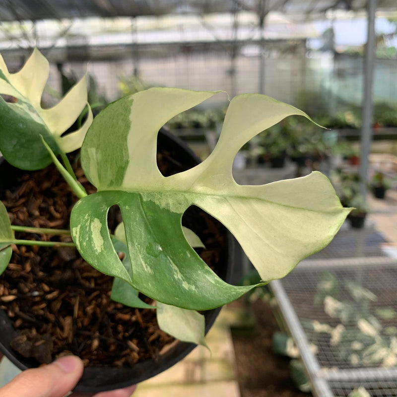 FS70-5 Rhaphidophora Tetrasperma Variegated