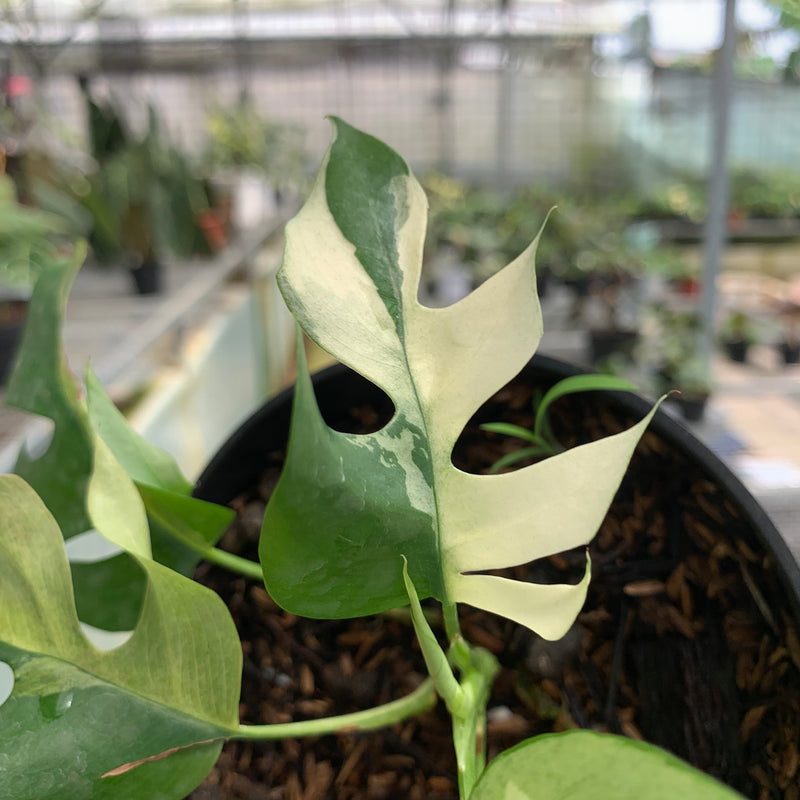 FS70-5 Rhaphidophora Tetrasperma Variegated