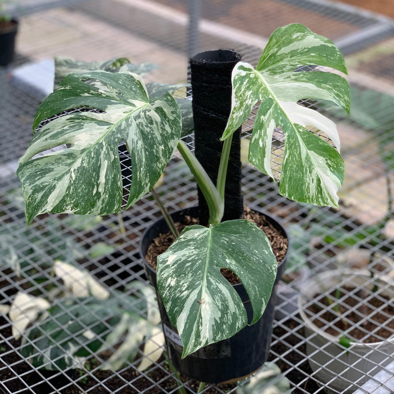 FS71-5 Monstera Albo Variegated