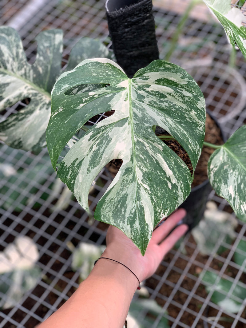 FS71-5 Monstera Albo Variegated