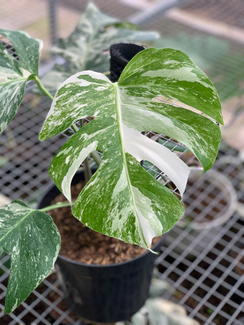 FS71-5 Monstera Albo Variegated