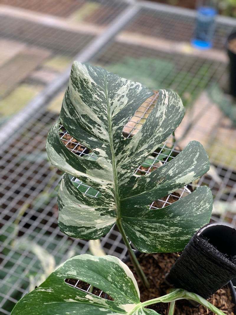 FS71-5 Monstera Albo Variegated