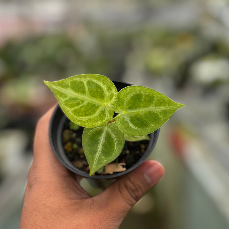 🎁 Anthurium Silver Blush White (100% off)