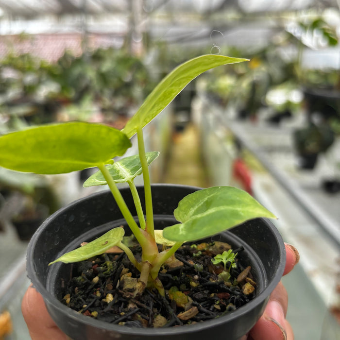 Anthurium Silver Blush White Mint Variegated
