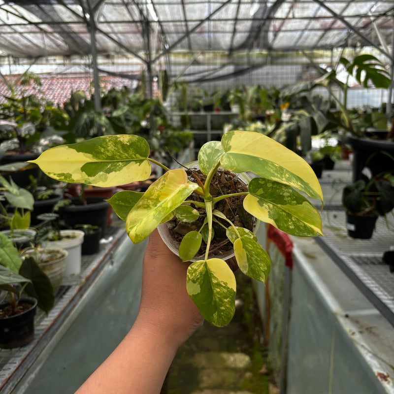 Philodendron Florida Beauty x Mayoi