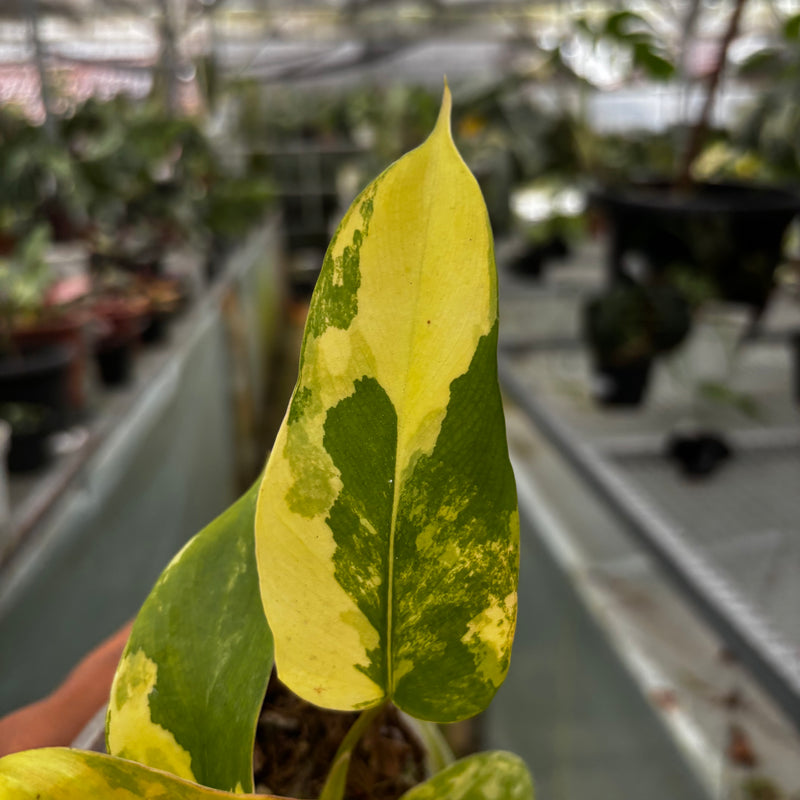 Philodendron Florida Beauty x Mayoi