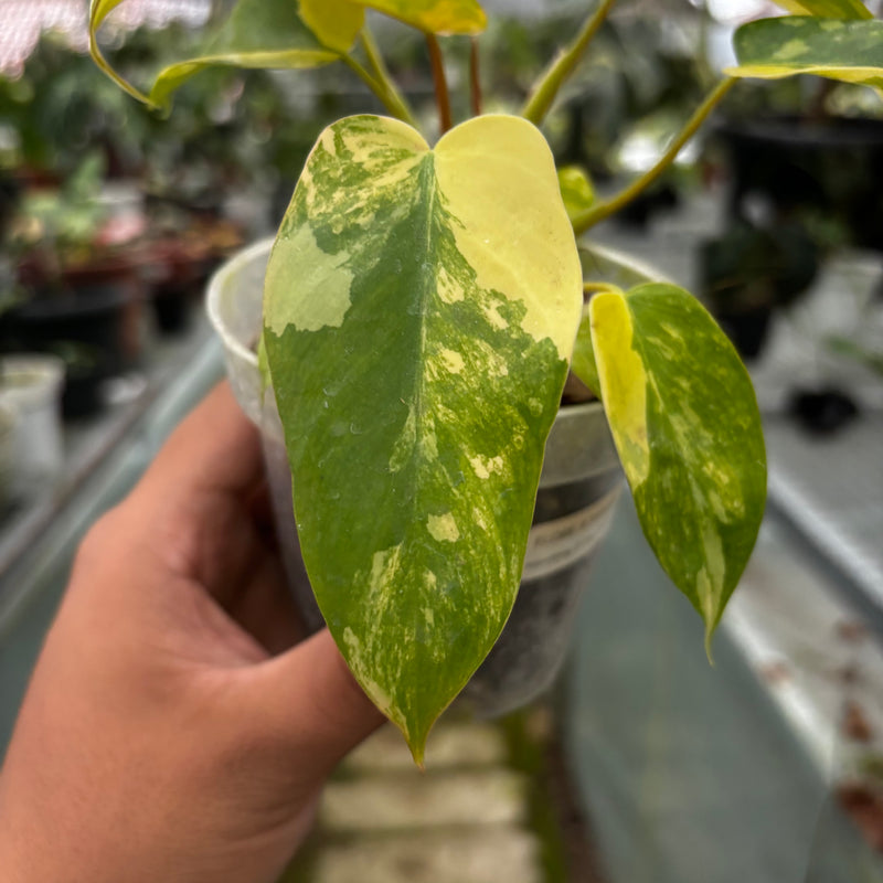 Philodendron Florida Beauty x Mayoi