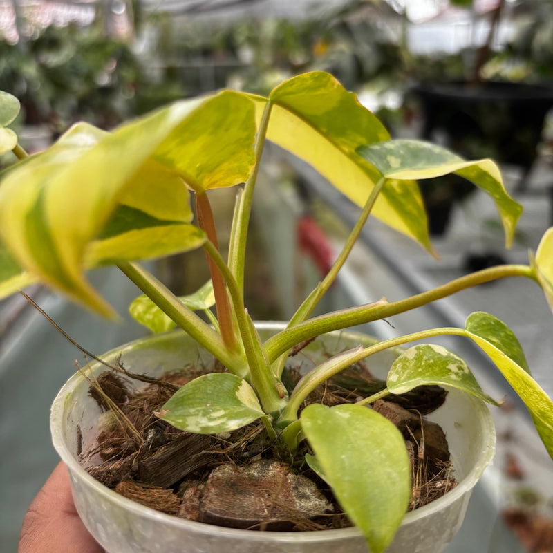 Philodendron Florida Beauty x Mayoi