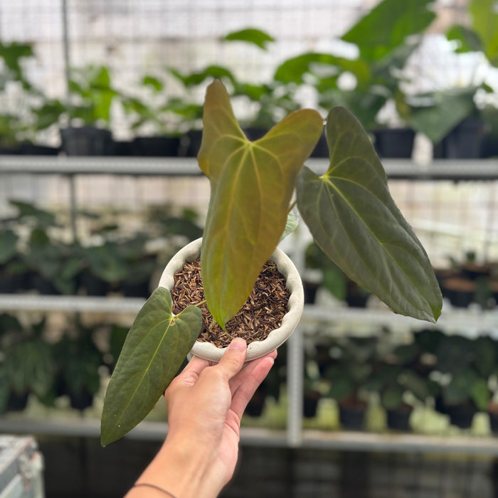 FS24-12 Anthurium Papillilaminum Portilae