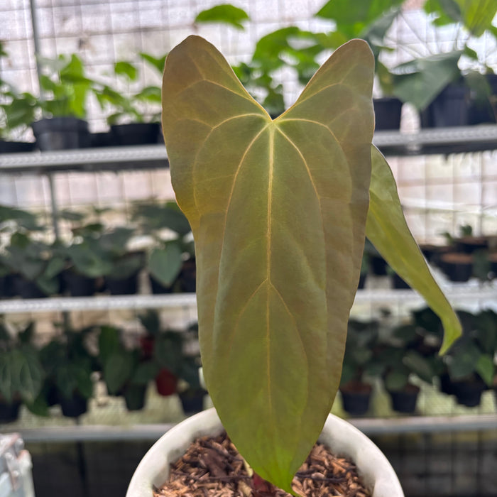 FS24-12 Anthurium Papillilaminum Portilae