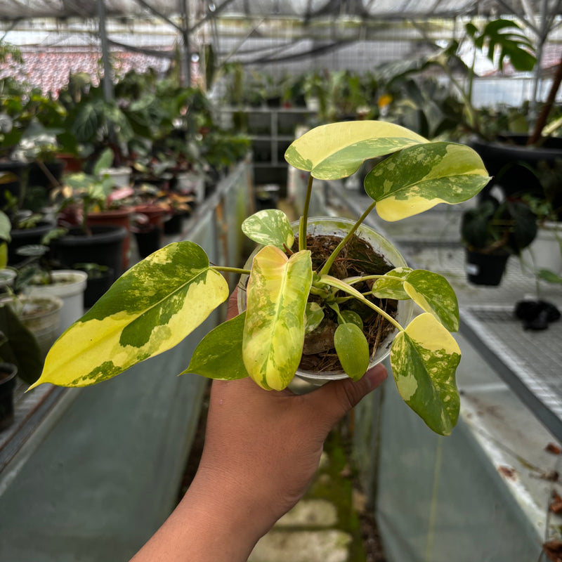 Philodendron Florida Beauty x Mayoi