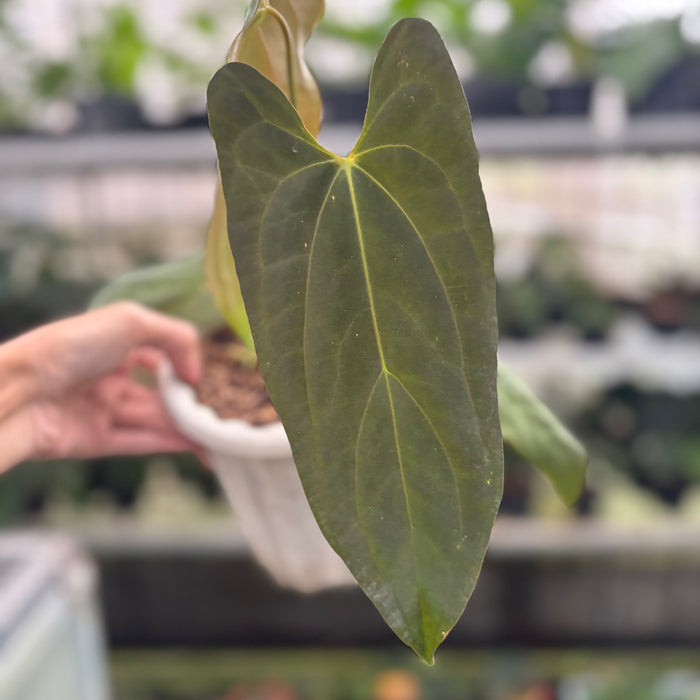 FS24-12 Anthurium Papillilaminum Portilae
