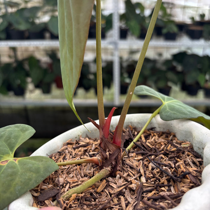 FS24-12 Anthurium Papillilaminum Portilae