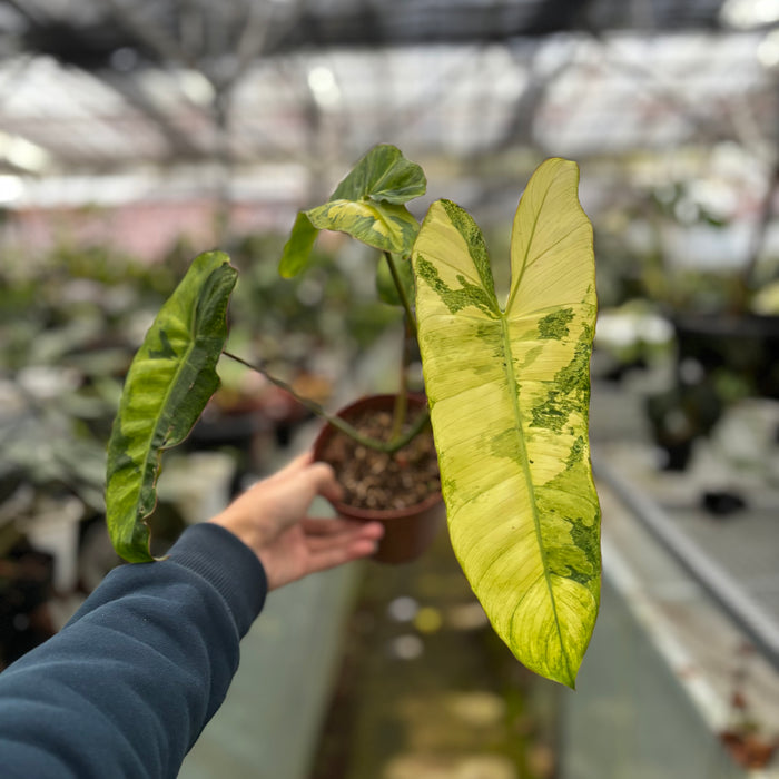 Philodendron Paraiso Verde Variegated