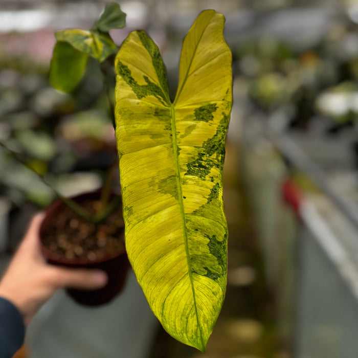 Philodendron Paraiso Verde Variegated