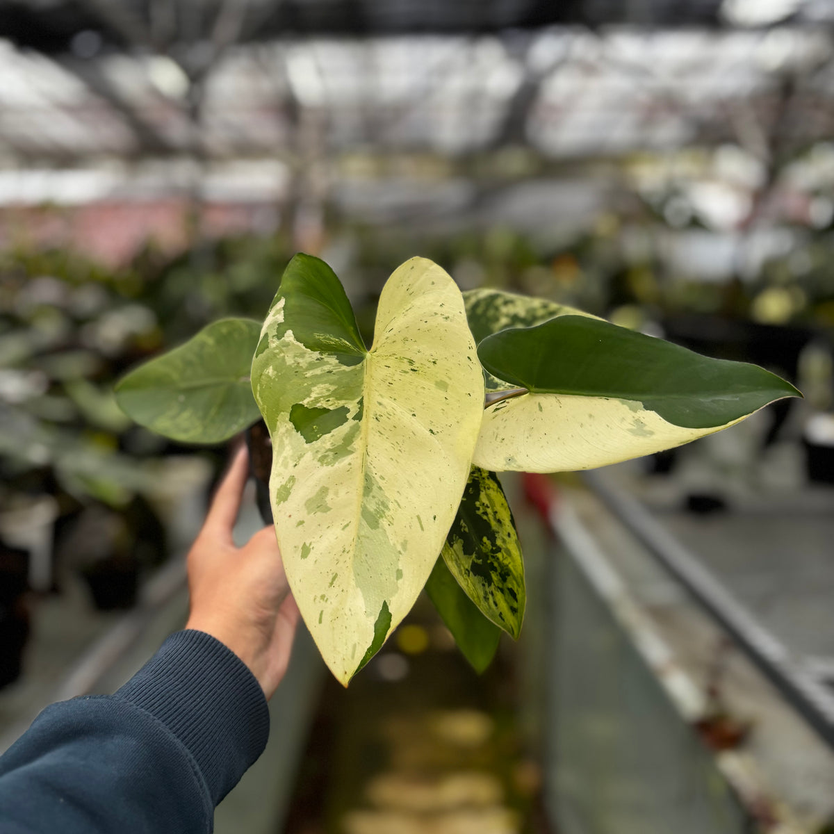 フィロデンドロン イラセマニー 美斑Philodendron Ilsemanii Philodendron Ilsemanii Variegated — Aroidasia