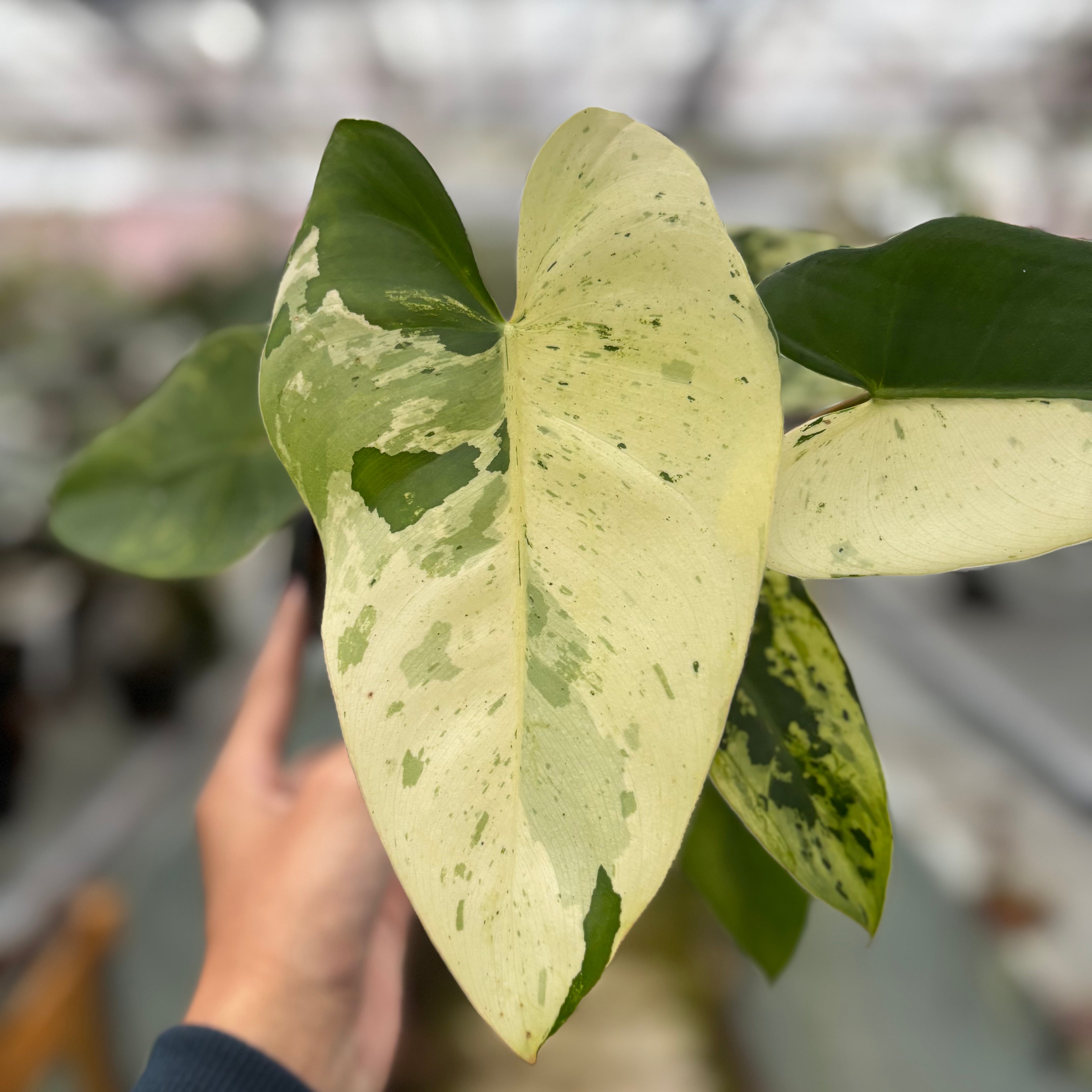Philodendron Ilsemanii Variegated — Aroidasia