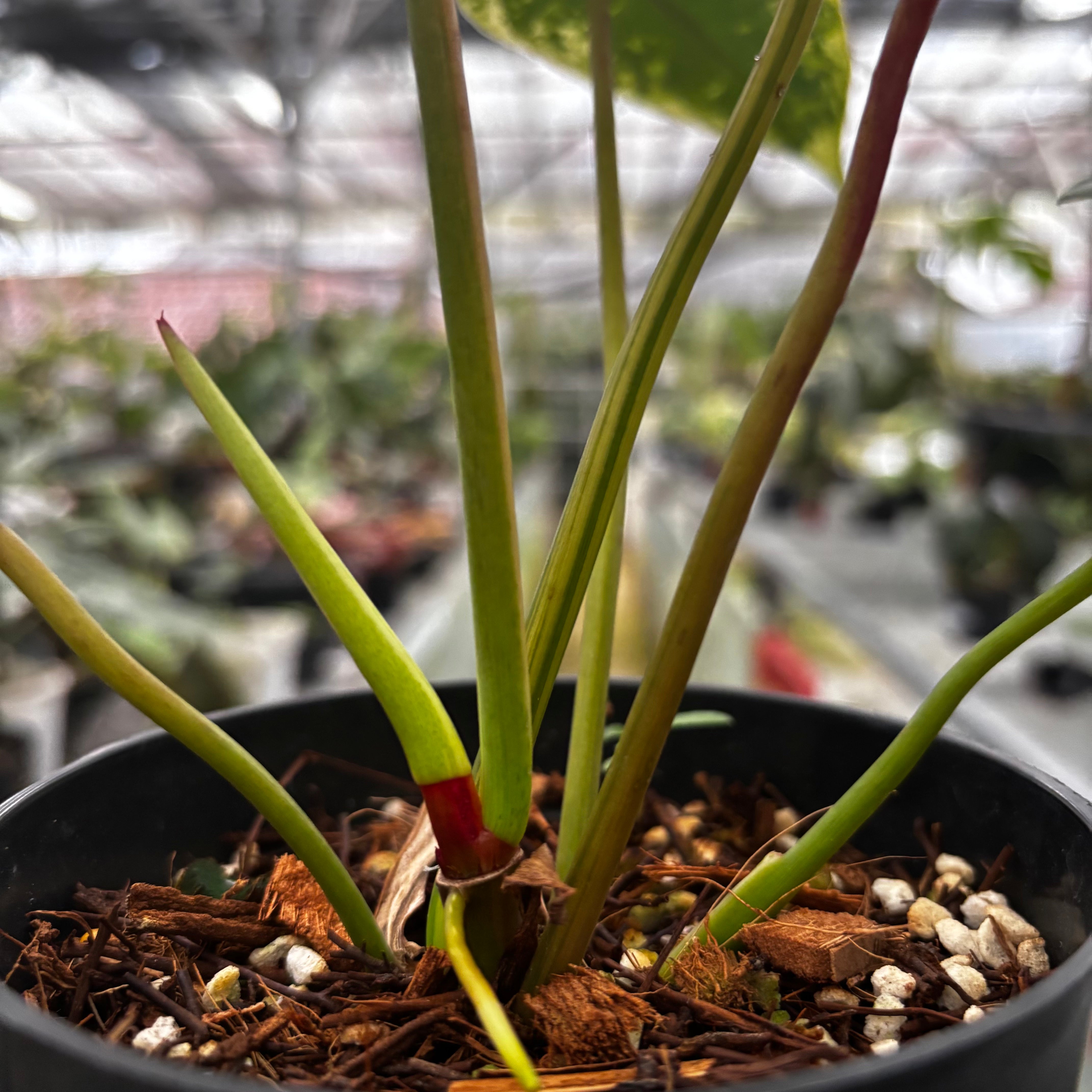 Philodendron Ilsemanii Variegated — Aroidasia