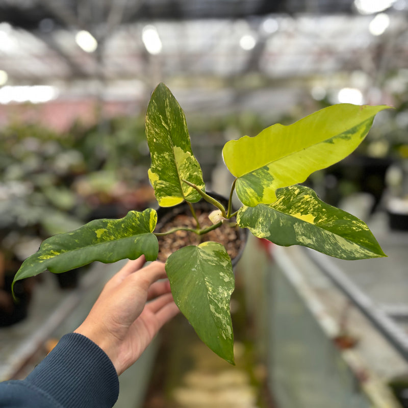 Philodendron Florida Beauty x Mayoi Medium Size