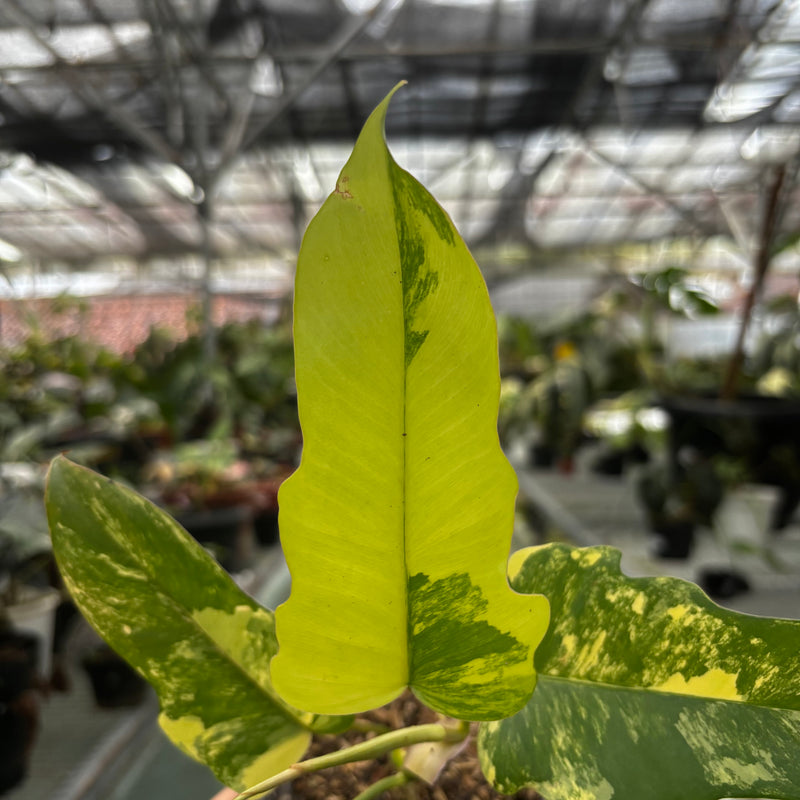 Philodendron Florida Beauty x Mayoi Medium Size
