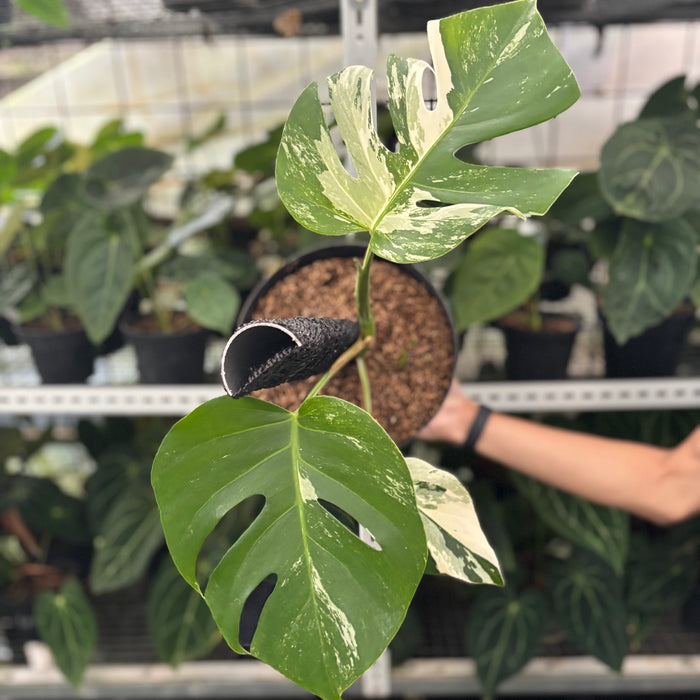 FS27-12	Monstera Albo Variegated