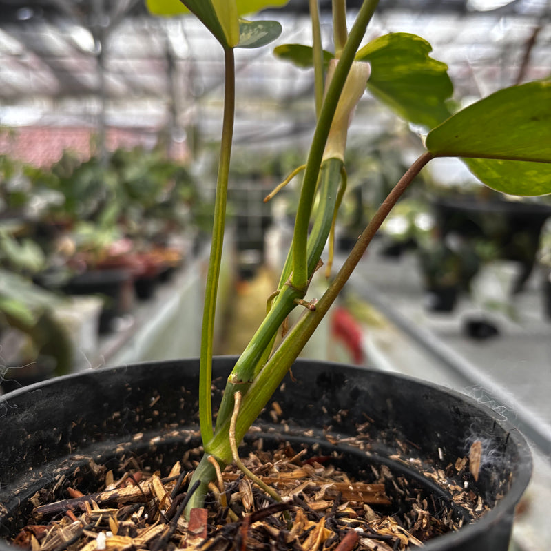 Philodendron Florida Beauty x Mayoi Medium Size