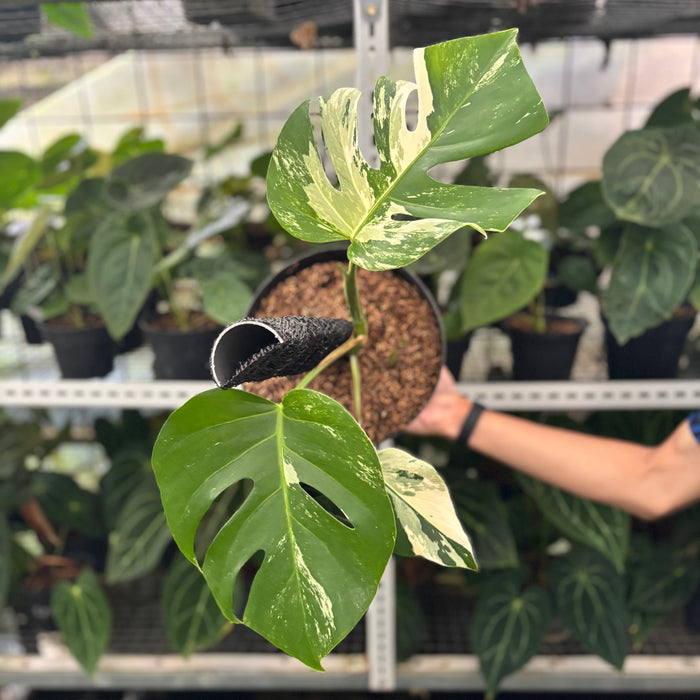 FS27-12	Monstera Albo Variegated